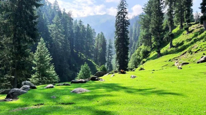 Discover Dhor Meadow: A Hidden Gem in Siren Valley, Mansehra