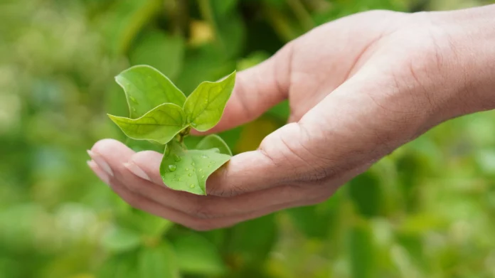 From Nature to Medicine Battagram's Vision for a Healthier Future with Medicinal Plants